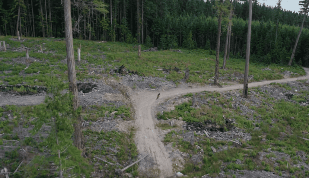 trail bike